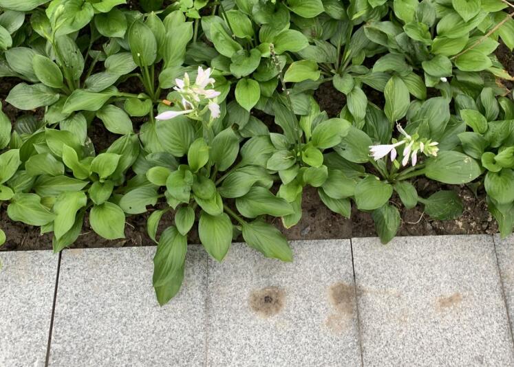 長(zhǎng)壽花的養(yǎng)殖方法和注意事項(xiàng)