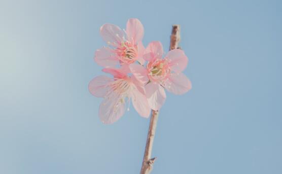 用力挺進(jìn)她的花苞