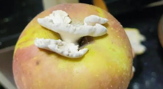 蘋果長(zhǎng)出大蘑菇裂褶菌