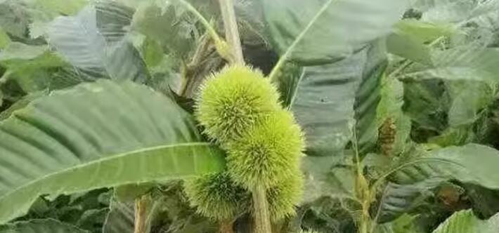 留學(xué)生在意大利把馬栗當板栗